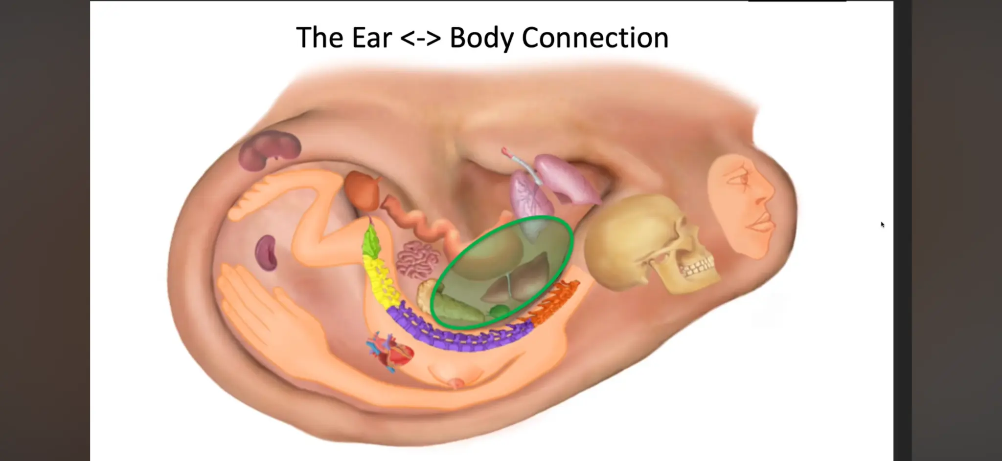 Ear Acupuncture and Auricular Diagnosis: A Powerful Microsystem for Healing